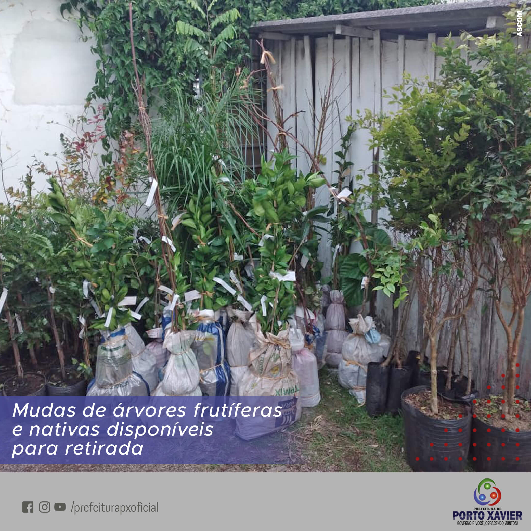 MUDAS DE ÁRVORES FUTÍFERAS E NATIVAS JÁ PODEM SER RETIRADAS